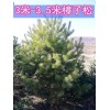 吉林樟子松价格 供应3-3.5米樟子松树