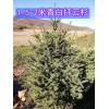 吉林青白扦云杉价格 供应1.5-2米青白扦云杉树
