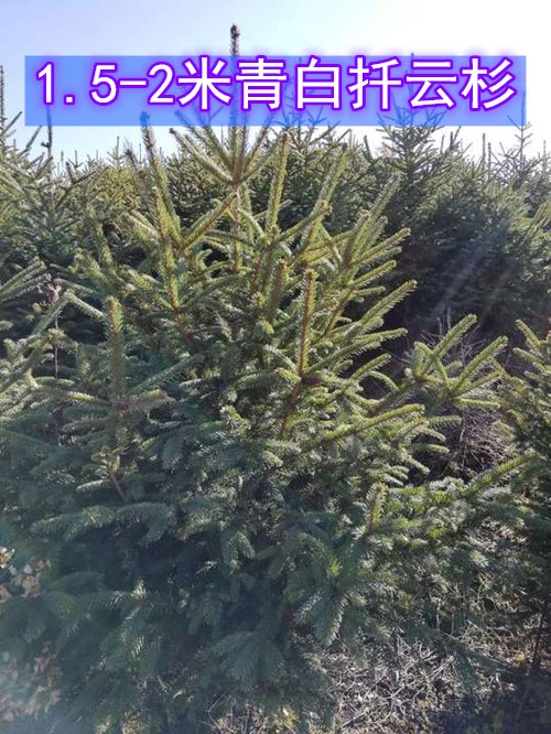 1.5-2米青白扦云杉 (3)