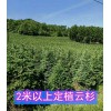 吉林青白扦云杉价格 供应2.5-3米青白扦云杉树